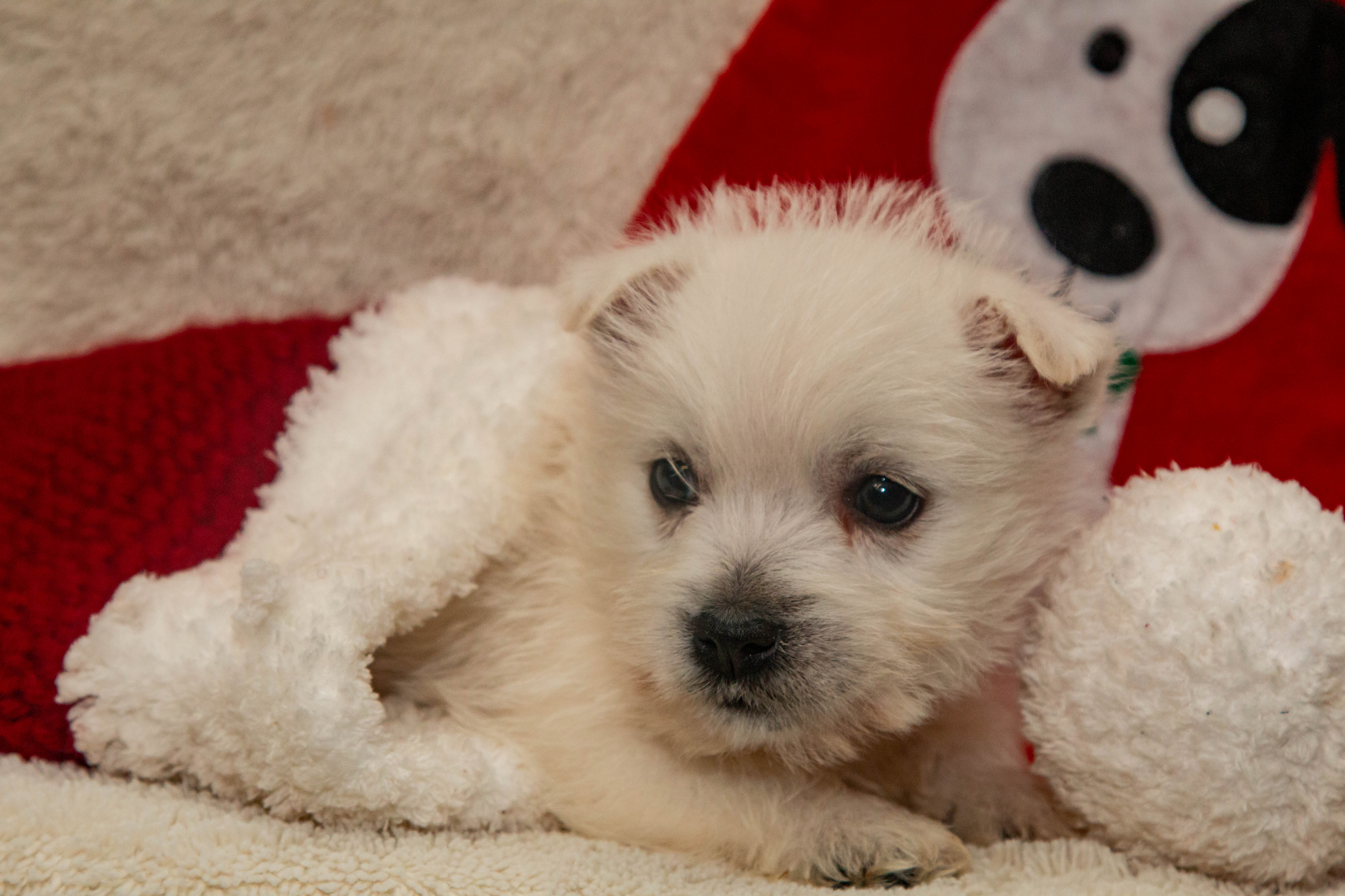 puppy, for, sale, West Highland White Terrier, Amos B. King, dog, breeder, Romney, WV, dog-breeder, puppy-for-sale, forsale, nearby, find, puppyfind, locator, puppylocator, aca